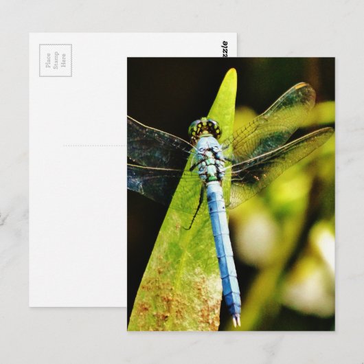 Lichte blauwe dragonvlieg briefkaart (Voorkant / Achterkant)