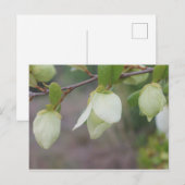 Lichte groene bloemen briefkaart (Voorkant / Achterkant)