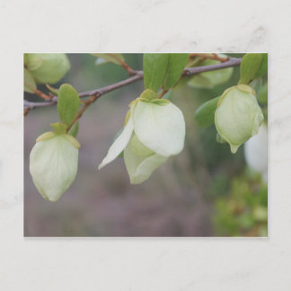 Lichte groene bloemen briefkaart