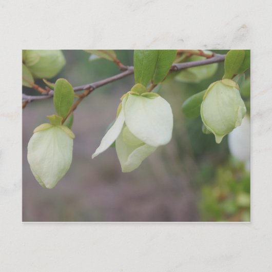 Lichte groene bloemen briefkaart (Voorkant)