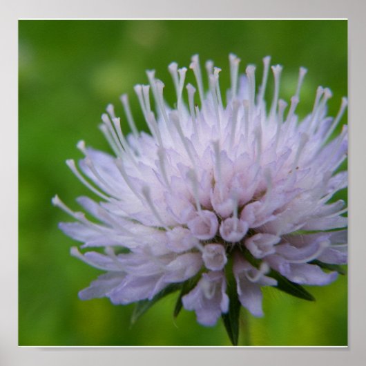 Lichte paarse bloem poster (Voorkant)