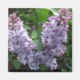 Lichte paarse lilacs Foto Magneet