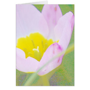 lichte paarse tulpenbloem