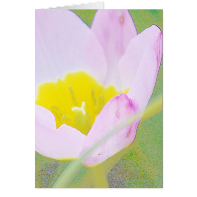 lichte paarse tulpenbloem (Voorkant)