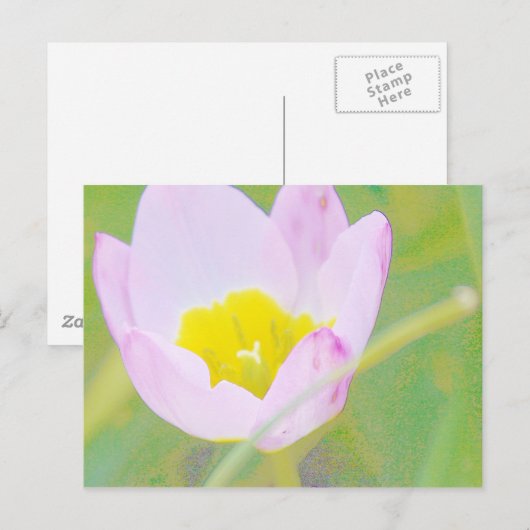 lichte paarse tulpenbloem briefkaart (Voorkant / Achterkant)