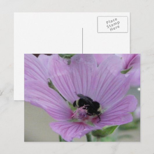 Lichte Paarse ventilator met bijen Briefkaart (Voorkant / Achterkant)