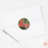 Lichte perzik Rozen Ronde Sticker (Envelop)