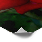 Lichte rode roze poster (Hoek)