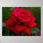 Lichte rode roze poster (Voorkant)