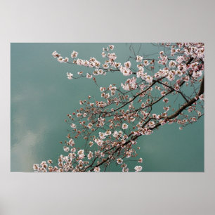 Lichte roze kersbloesem op turkoois achtergrond poster
