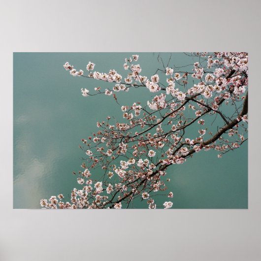 Lichte roze kersbloesem op turkoois achtergrond poster (Voorkant)