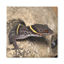Lichtenfelder's gekko