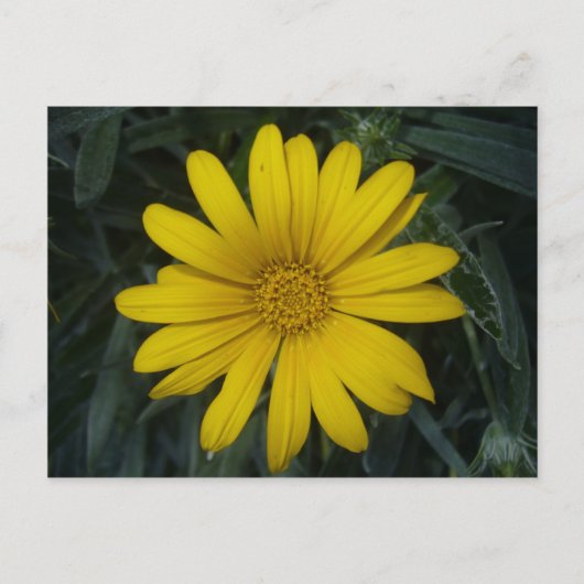 lichtgeel briefkaart (Voorkant)