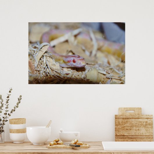 Lichtgekleurde cornslang poster (Keuken)