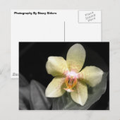 Lichtgele orchidee briefkaart (Voorkant / Achterkant)