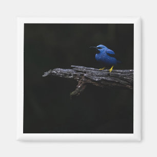 Lichtgevende honingraatmagneet magneet