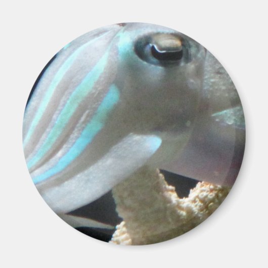 Lichtgevende inktvissen magneet (Voorkant)