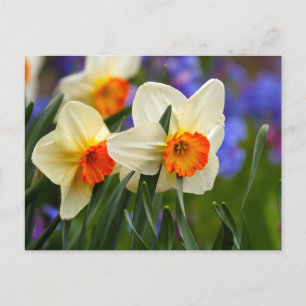 Lichtgevende narcissen briefkaart