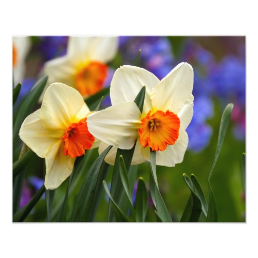 Lichtgevende narcissen foto afdruk (Voorkant)