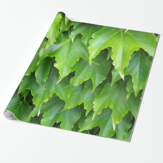 Lichtgroene Ivy Leaves Cadeaupapier (Uitgerold)