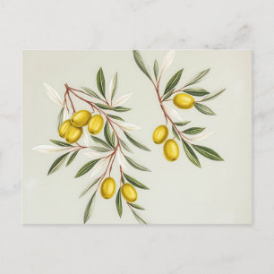 Lichtgroene olijftakken illustratie Elegant Briefkaart