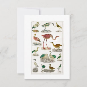 Lichtloze vogels zonder  vogel Illust RSVP Kaartje