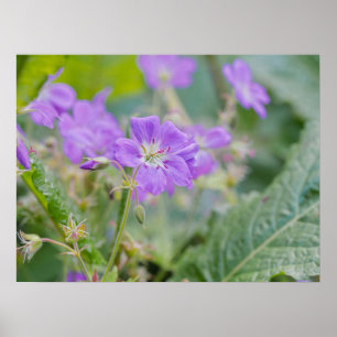 Lichtpaarse Ooievaarsbek Wilde Bloem Botanische Fo Poster