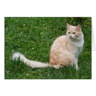 Lichtrode schoonheid