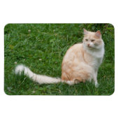 Lichtrode schoonheid magneet (Horizontaal)