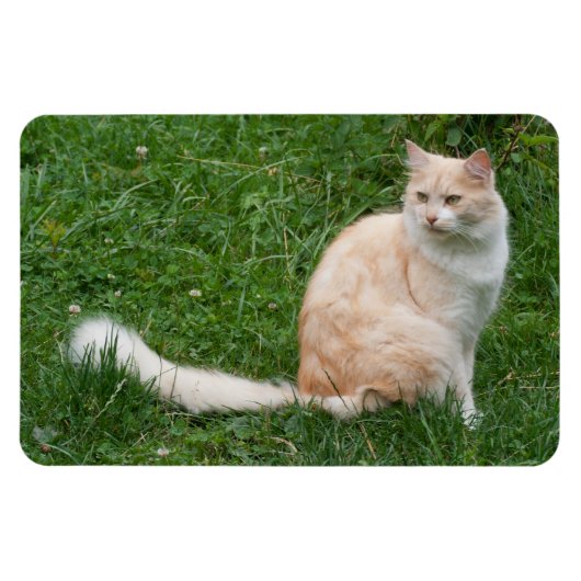 Lichtrode schoonheid magneet (Horizontaal)