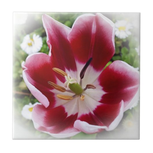 lichtrode tulp tegeltje (Voorkant)