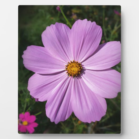 lichtroze bloemen fotoplaat (Voorkant)