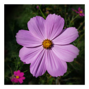 lichtroze bloemen poster