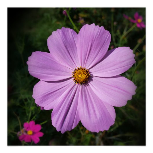 lichtroze bloemen poster (Voorkant)