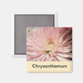 lichtroze chrysanthemabloem magneet (Voorkant / Achterkant)