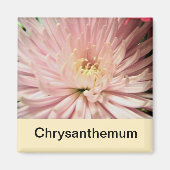 lichtroze chrysanthemabloem magneet (Voorkant)