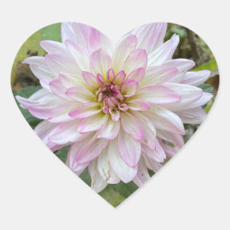Lichtroze Dahlia met Roze Punten Hart Sticker