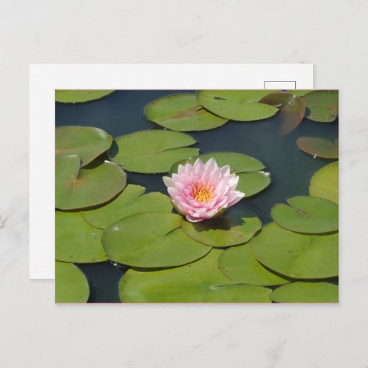 Lichtroze en geel Briefkaart (Voorkant / Achterkant)