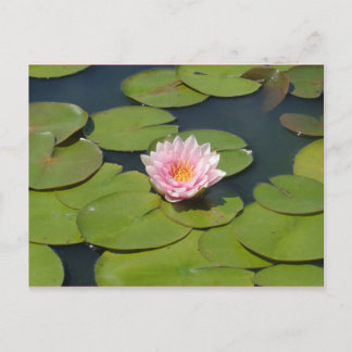 Lichtroze en geel Briefkaart