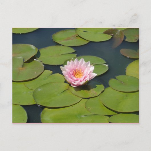 Lichtroze en geel Briefkaart (Voorkant)