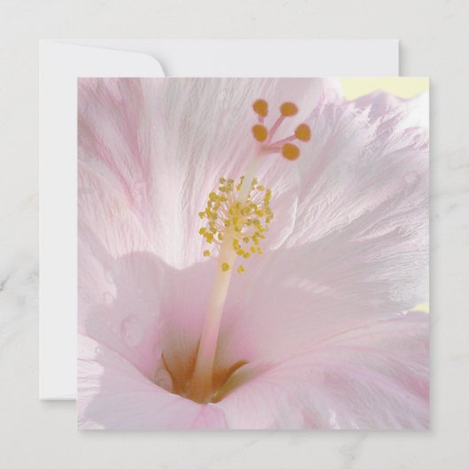 Lichtroze hibiscus Weddenschap Kaart (Achterkant)