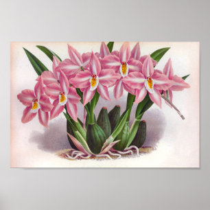 lichtroze orchideeën Crispum Fastuosum Poster