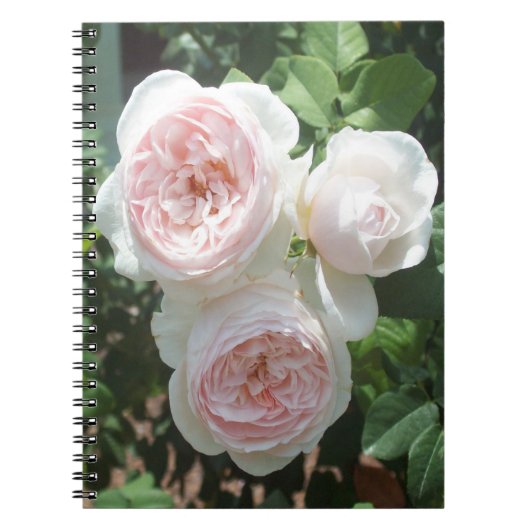 Lichtroze Rozen Spiral Foto Notitieboek (Voorkant)