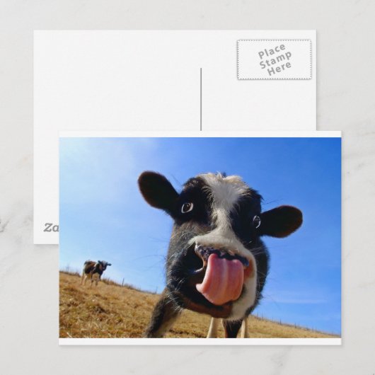 Lickin-koe Briefkaart (Voorkant / Achterkant)