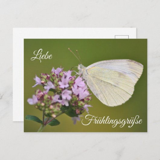 Liebe Frühlingsgrüße Briefkaart (Voorkant / Achterkant)
