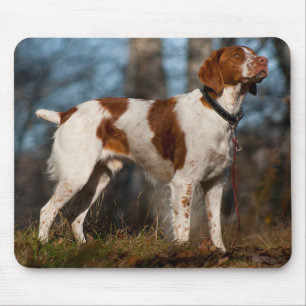 Lief Brittany Spaniel Puppy Hond Muismatje Muismat
