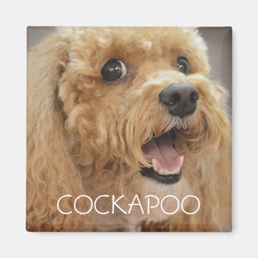 Lief Cockapoo-hond die lacht Magneet (Voorkant)
