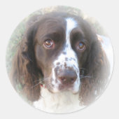 Lief Engels Springer Spaniel Stickers (Voorkant)