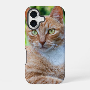 Lief klein katje iPhone 16 hoesje