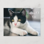 Lief "Thinking Of You" Tuxedo kitten groet Briefkaart (Voorkant)